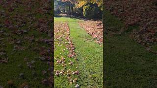 Mulching the leaves away satisfyinglawncare vlog shorts lawnmower zeroturnmower [upl. by Solly]