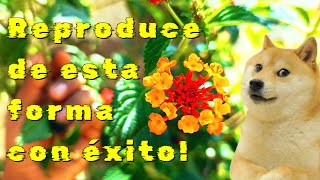 Como enrraizar lantanas con éxito en poco tiempo [upl. by Ainniz798]