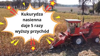 Kukurydza nasienna daje 5 razy wyższy przychód niż ta na ziarno [upl. by Aerdnua976]