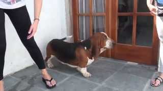 Informe de raza Basset Hound [upl. by Adnuhsat]