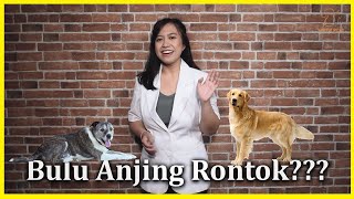 10 Jenis ANJING TERKECIL Di Dunia Si Imut Yang Gak Bikin Takut [upl. by Denzil]