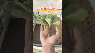 How to Grow Cauliflower Sapling cauliflower saplings shortvideo gardenplants [upl. by Stormi619]