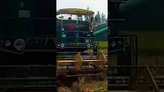 Harvester  Dhaan kaat rahi  dhaankikheti harvester video shorts trending viralshorts [upl. by Sirob]