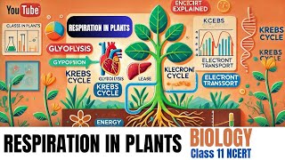 Respiration in Plants  Class 11 Biology Chapter 14  NCERT Explained [upl. by Hendrik]