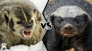 American Badger vs Honey Badger  Which is Tougher and Could Win a Fight [upl. by Patti785]