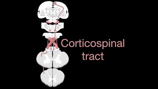 Corticospinal tract [upl. by Luther]