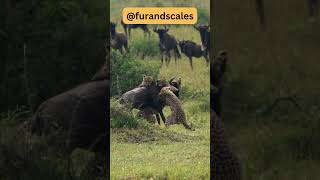 Cheetah Group Hunt Wildebeest [upl. by Namsu425]