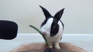 Rabbit eating crunchy bean ASMR [upl. by Sokram]