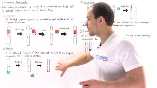 Chromosomal Deletion Inversion Duplication and Translocation [upl. by Eioj]