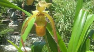 Phragmipedium Wössner Supergrande a slipper orchid with long red petals in bloom beside waterfall [upl. by Christensen915]