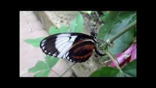 quotHeliconiusFalterButterflyquot Ein Video von Karin und Wolfgang Schmökel [upl. by Yhtomit570]