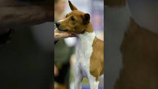 Słyszałeś o Basenji pies piesek pupil psy szczekanie dog dogs doglover dogsofyoutube [upl. by Melisenda717]