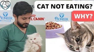 How To Increase Cat Appetite At Home  6 Home Remedies If Cat Has Stopped Eating [upl. by Elmira]