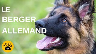 LE CHIEN BERGER ALLEMAND  Origine  Caractère  Entretien [upl. by Ahsiekar443]