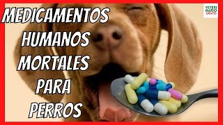 ⛔️ MEDICAMENTOS MORTALES PARA PERROS Y GATOS ⛔️ IBUPROFENO PARACETAMOL ASPIRINA [upl. by Healion]