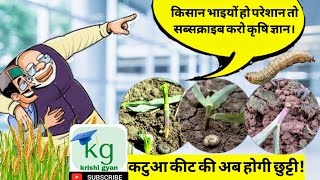 कटुआ कीट से हो रहा है नुकसान तो देखिए पूरा वीडियो  cutworm control  agrotis segetum larvae [upl. by Neleb]