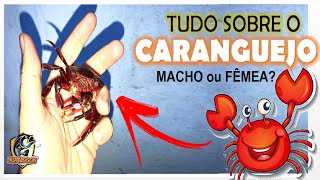 TUDO SOBRE O CARANGUEJO  MACHO OU FÊMEA [upl. by Nylevol]