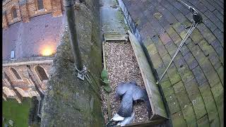 The St Albans Cathedral Peregrine Falcons  Three shift changes and quotThat pesky wingquot [upl. by Iveson]