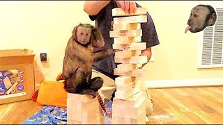 Capuchin Monkey amp Jenga GIANT [upl. by Idonna]