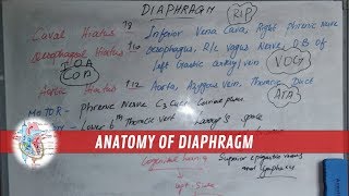 Diaphragm  AnatomyFunctionOriginOpeningsInnervationBlood supply  Made simple [upl. by Ayhay]