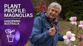 Plant Profile Caring and Planting Magnolias [upl. by Refinnej]