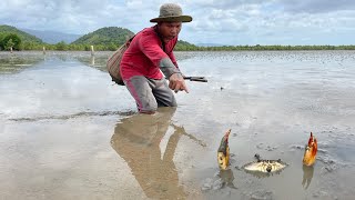 Amazing Catching A Lot Of Massive Huge Mud Crabs In Sea after Water Low Tide [upl. by Eanahc216]