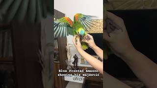 Blue Fronted Amazon 🦜 The first flight amazonparrot blue amazonas exotic talkingparrot love [upl. by Orna]