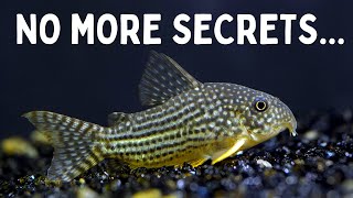 Everything You Should Know Before You Get Corydoras 7 Tips for Keeping Corydoras in an Aquarium [upl. by Natalee]