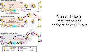 Calnexin helps in maturation of GPIAPsglycosylphosphatidylinositolanchored proteins Code 619 [upl. by Adnana]