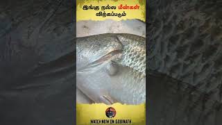 இங்கு நல்ல மீன்கள் விற்கப்படும்  Gobinath shorts [upl. by Yt]