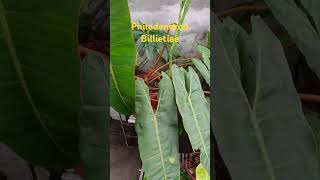 Philodendron billietiae nature amazinggarden philodendron love amazing garden enjoy relaxing [upl. by Artenal]