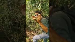 Ye bohat hi rare tapu me se ek taapu maana jaata haitapu amazonjungle jungle junglevibes foryou [upl. by Elberfeld]