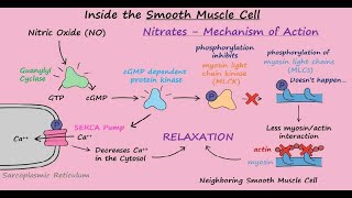 Nitroglycerin Mechanism of Action for Angina Pectoris [upl. by Roice]