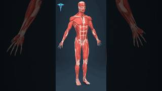 Human body muscles 3D [upl. by Ventre630]