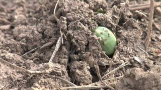 Soybean Planting From Ag PhD 578 5309 [upl. by Berte]