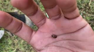 MUST WATCH Extremely BIG Lice Removing Today short vlog 🇮🇳😱 [upl. by Ciprian369]