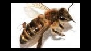 Mutant Bees are Invading America Documentary [upl. by Inerney]