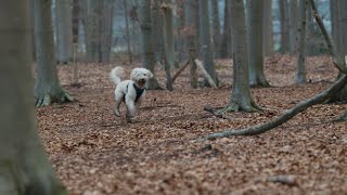 Hondenlosloopzones  Natuur en Bos [upl. by Lajib]