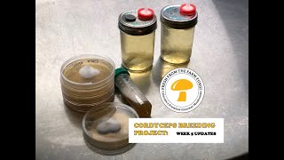 Cordyceps Project week 5 update Breeding cordyceps militaris [upl. by Aurelia]