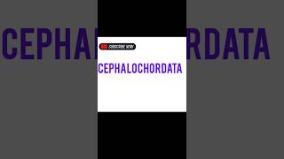 CEPHALOCHORDATA [upl. by Blackwell]