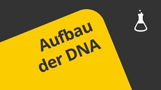 Welche Struktur hat die DNA   Chemie  Organische Verbindungen  Eigenschaften und Reaktionen [upl. by Saied]