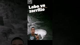 Lobo 🆚 zorrillo 🦨🐺 [upl. by Llenoj]