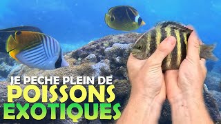 Je pêche PLEIN de POISSONS EXOTIQUES grâce à cette technique très simple à la Réunion [upl. by Ydak]