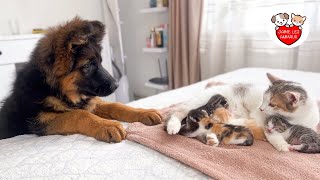 Un chiot berger allemand rencontre une maman chat avec des chatons nouveaunés pour la première fois [upl. by Rauscher]