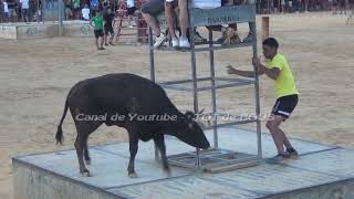 PUERTO de SAGUNTO 2024  GANADERIA BENAVENT  ESPECTACULAR ACTUACIÓN DEL TORO SIENDO MUY OVACIONADO [upl. by Eceinal871]