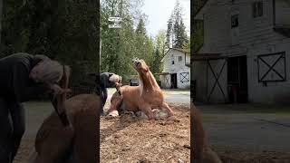 Horse loves scratches 😍 🎥 TT angelappleton [upl. by Ezmeralda]