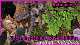 Phormingochilus sp Sabah Blue Rehousing [upl. by Danae]