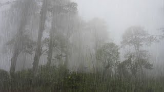 Slaap onmiddellijk met zware regen en onweer in het bos  Witte ruis om te slapen en te ontspannen [upl. by Everard545]