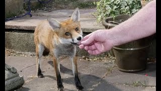 Friendly wild urban fox comes to be fed 2 [upl. by Eedya]