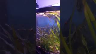 BowFront Planted Aquarium Setup nature [upl. by Halac31]